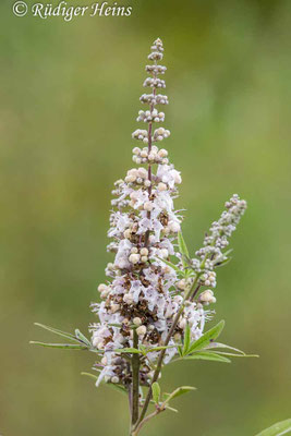 Mönchspfeffer (Vitex agnus-castus), 14.10.2025 - Telezoom 100-400mm/f5,6-8
