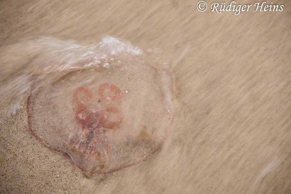 Aurelia aurita (Ohrenqualle)