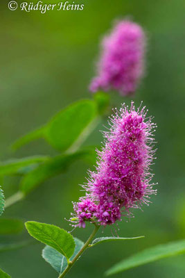 Spiraea salicifolia (Weidenblättrige Spiere)