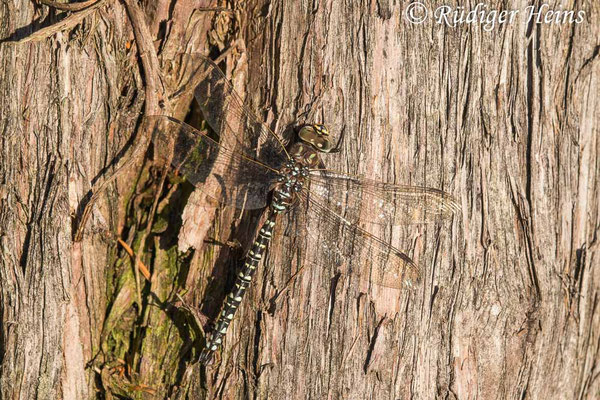 Aeshna subarctica, Hochmoor-Mosaikjungfer, Männchen
