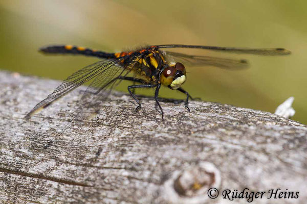 Leucorrhinia dubia (Kleine Moosjungfer) Männchen, 23.6.2012