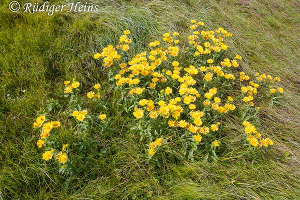 Inula britannica (Wiesen-Alant), 25.8.2017