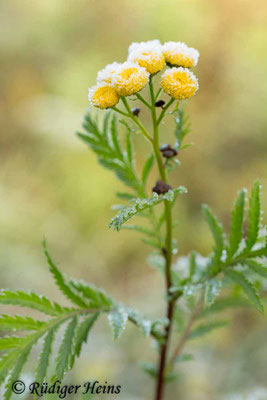 Tanacetum vulgare (Rainfarn), 28.10.2018