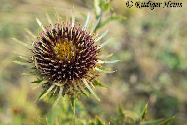 Carlina vulgaris (Golddistel)