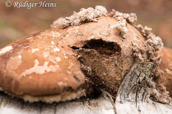 Fomitopsis betulina (Birkenporling), 25.1.2021