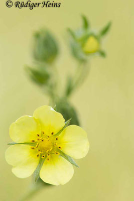 Potentilla recta (Hohes Fingerkraut)
