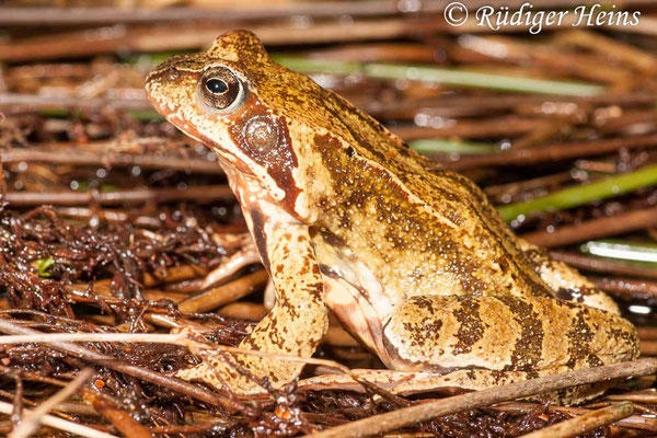 Rana temporaria (Grasfrosch) Weibchen, 25.3.2010 