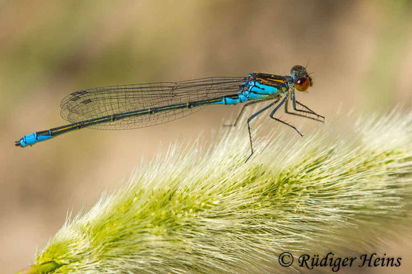 Erythromma viridulum (Kleines Granatauge) Männchen, 20.5.2024