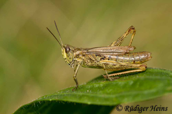 Chorthippus apricarius (Feldgrashüpfer) Weibchen, 23.9.2017