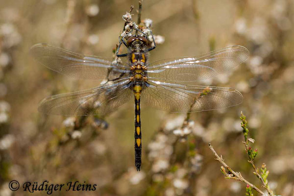 Leucorrhinia rubicunda (Nordische Moosjungfer) junges Männchen, 11.5.2017