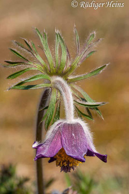 Pulsatilla pratensis (Wiesen-Kuhschelle)