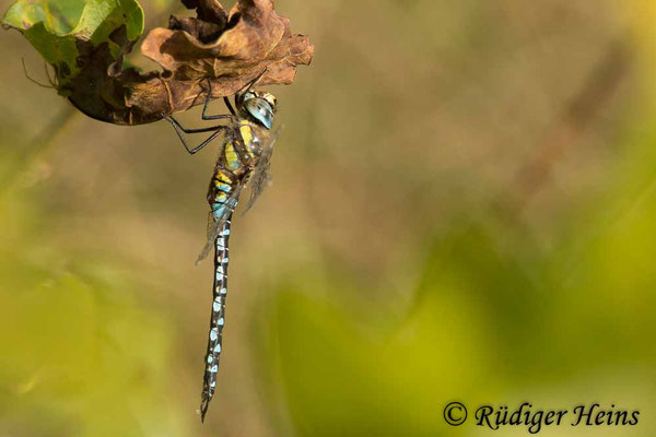 Aeshna mixta, Herbst-Mosaikjungfer, Männchen