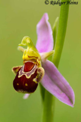  Ophrys apifera (Bienen-Ragwurz), 9.6.2016