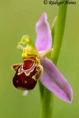  Ophrys apifera (Bienen-Ragwurz), 9.6.2016