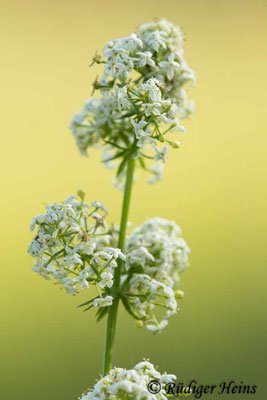 Galium mollugo (Wiesen-Labkraut)