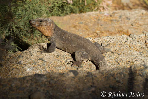 Gallotia stehlini (Gran-Canaria-Rieseneidechse) Männchen