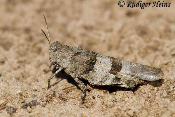 Oedipoda caerulescens (Blauflügelige Ödlandschrecke) Weibchen