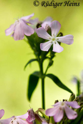 Saponaria officinalis (Echtes Seifenkraut), 15.8.2017