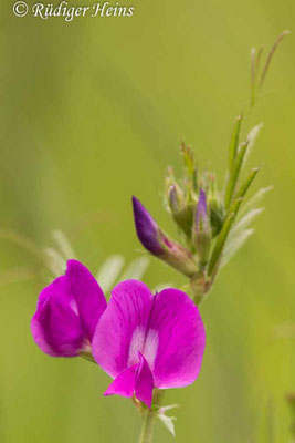 Vicia sativa (Futterwicke)