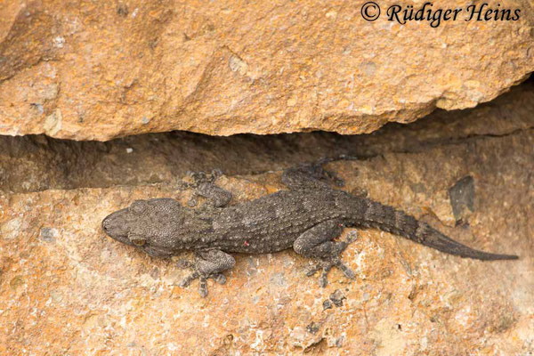 Tarentola delalandii (Kanarengecko), 25.11.2024
