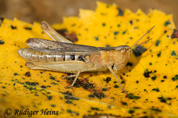 Chorthippus brunneus (Brauner Grashüpfer) Weibchen, 9.9.2017