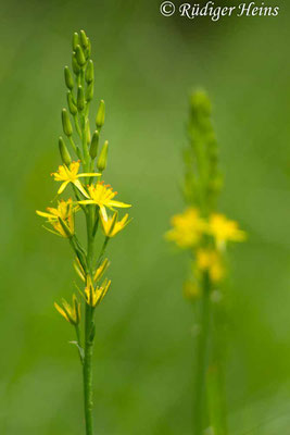 Narthecium ossifragum (Moorlilie, Beinbrech), 17.7.2019