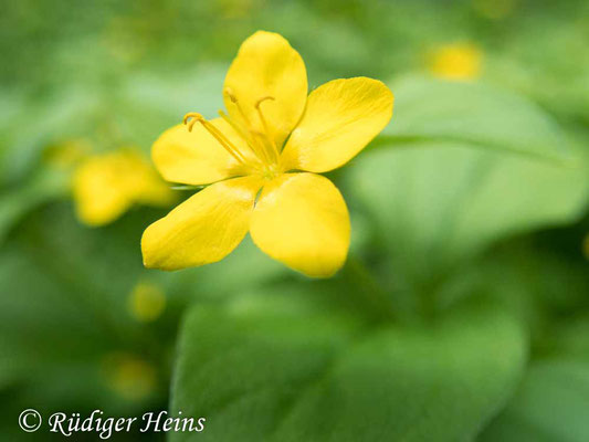 Lysimachia nemorum (Hain-Gilbweiderich), 18.6.2022