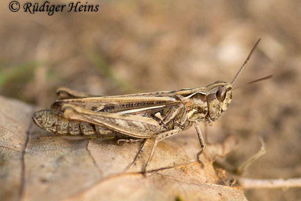 Chorthippus mollis (Verkannter Grashüpfer) Weibchen, 20.9.2017