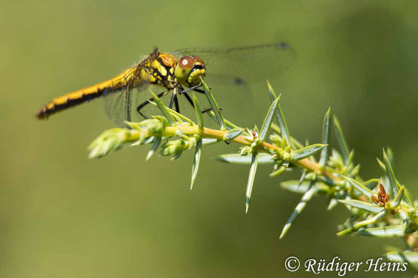 Sympetrum danae (Schwarze Heidelibelle) Weibchen, 29.7.2024