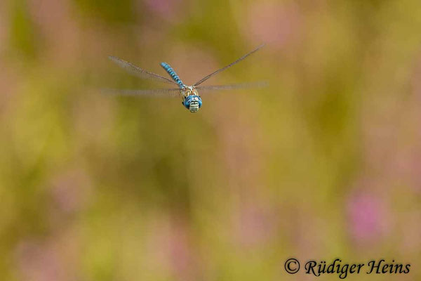 Aeshna affinis, Südliche Mosaikjungfer, Männchen