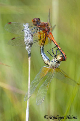 Sympetrum flaveolum (Gefleckte Heidelibelle) Paarung, 23.8.2009