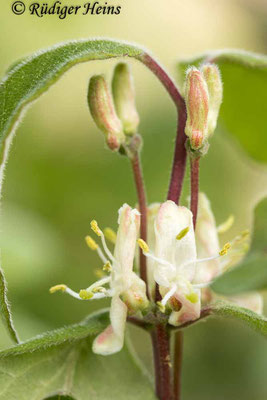 Rote Heckenkirsche (Lonicera xylosteum) Blüte, 10.5.2022 - Makroobjektiv 100mm f/2.8