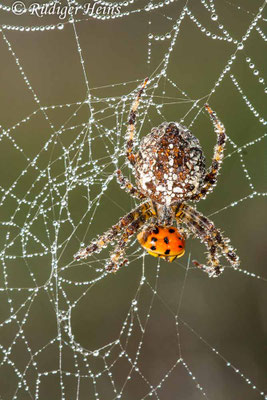Araneus diadematus (Gartenkreuzspinne)