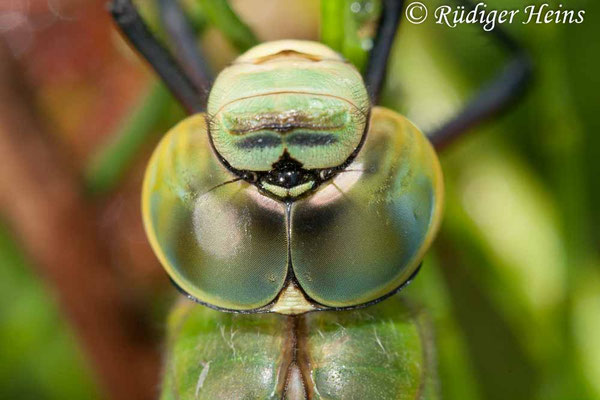 Anax imperator, Große Königslibelle, Weibchen