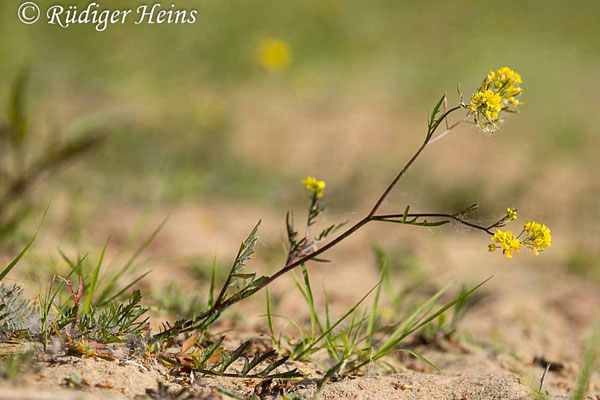 Rorippa sylvestris (Wald-Sumpfkresse), 20.6.2025