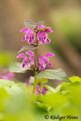 Lamium maculatum (Gefleckte Taubnessel), 29.4.2022