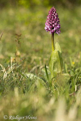 Orchis purpurea (Purpur-Knabenkraut), 29.4.2024