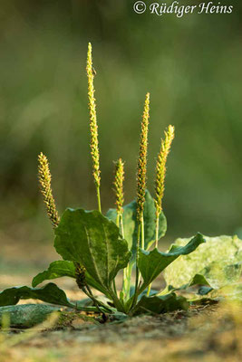 Plantago major (Breitwegerich), 17.8.2020