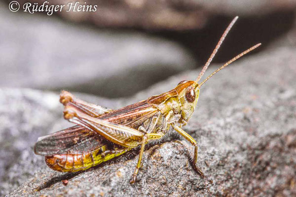 Chorthippus biguttulus (Nachtigall-Grashüpfer) Männchen, 13.8.1988 (Scan vom Dia)