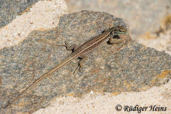 Podarcis erhardii (Kykladen-Mauereidechse), 16.5.2024