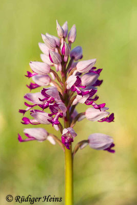 Orchis militaris (Helm-Knabenkraut), 31.5.2014