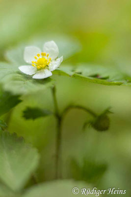 Fragaria vesca (Wald-Erdbeere)