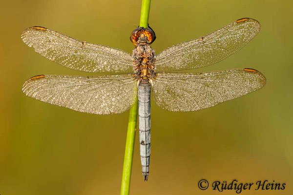 Orthetrum coerulescens (Kleiner Blaupfeil) Männchen, 7.8.2010