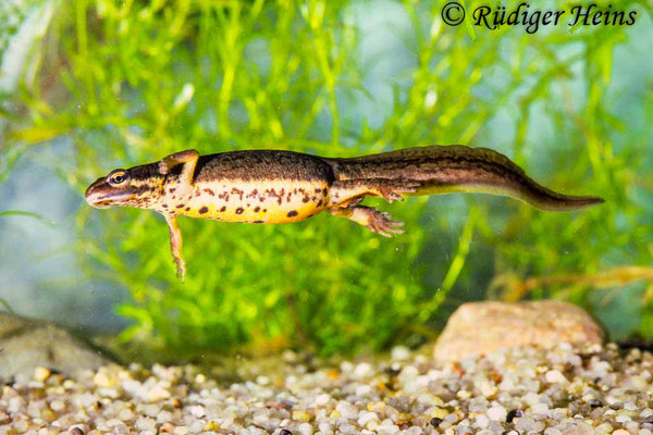 Lissotriton vulgaris (Teichmolch) Weibchen, 23.04.1987 (Scan vom Dia)