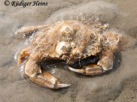 Carcinus maenas (Gemeine Strandkrabbe), 25.8.2012