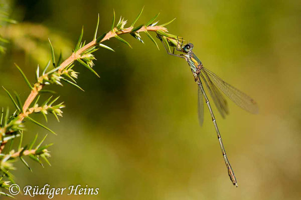 Chalcolestes viridis (Westliche Weidenjungfer) Männchen, 21.9.2014