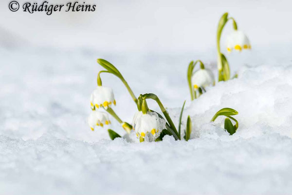 Leucojum vernum (Frühlingsknotenblume oder Märzenbecher)
