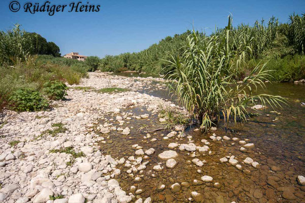 Orthetrum chrysostigma (Rahmstreif-Blaupfeil) Habitat in Spanien, 7.7.2010