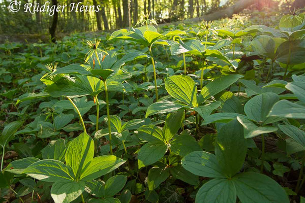 Paris quadrifolia (Vierblättrige Einbeere)
