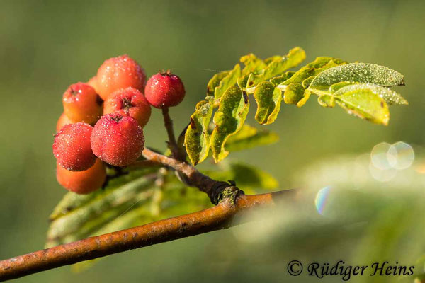 Sorbus aucuparia (Vogelbeere oder Eberesche)